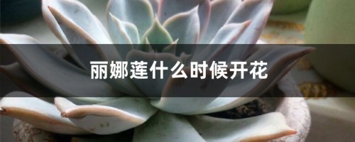 丽娜莲什么时候开花