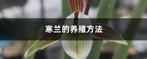 寒兰的养殖方法