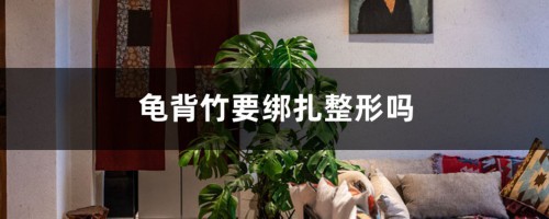 龟背竹要绑扎整形吗，绑扎整形的方法