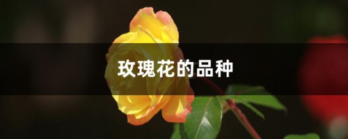 玫瑰花的品种，种玫瑰花的方法