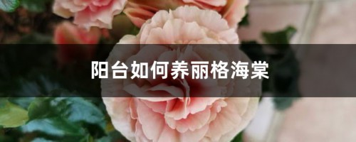 阳台如何养丽格海棠，需要注意什么