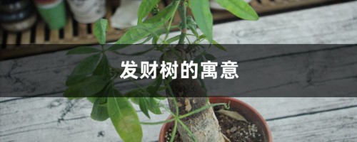 发财树的寓意