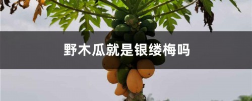 野木瓜就是银缕梅吗