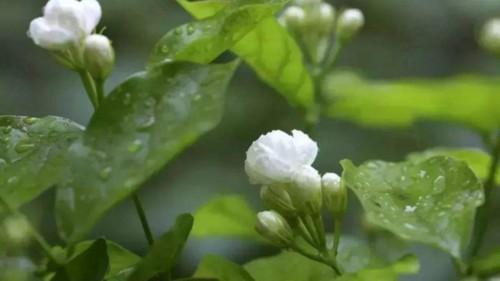 黄木香花和茉莉花的区别