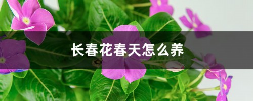 长春花春天怎么养