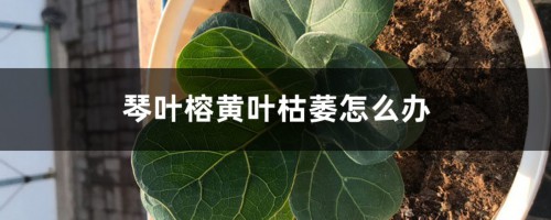 琴叶榕黄叶枯萎怎么办