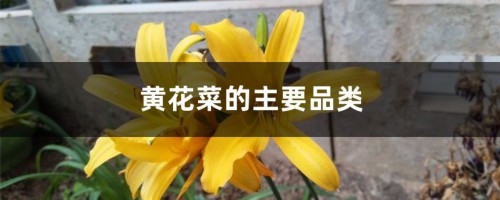 黄花菜的主要品类