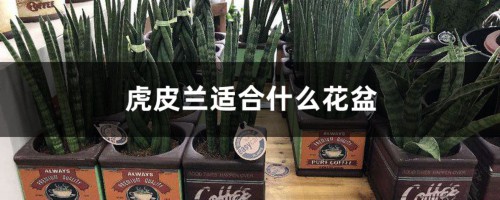 虎皮兰适合什么花盆