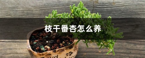 枝干番杏怎么养