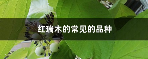 红瑞木的常见的品种