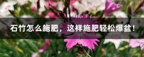 石竹怎么施肥，这样施肥轻松爆盆！