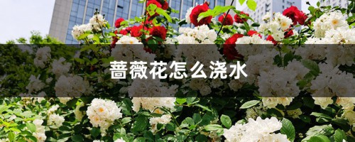 蔷薇花怎么浇水